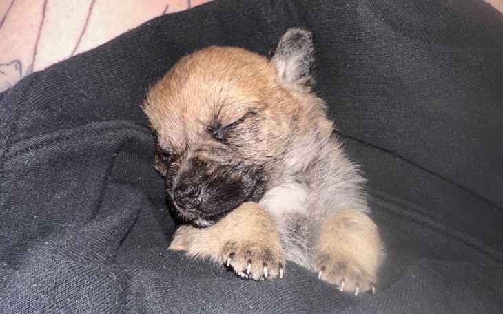 Zbiórka Na leczenie Argusa - zdjęcie główne