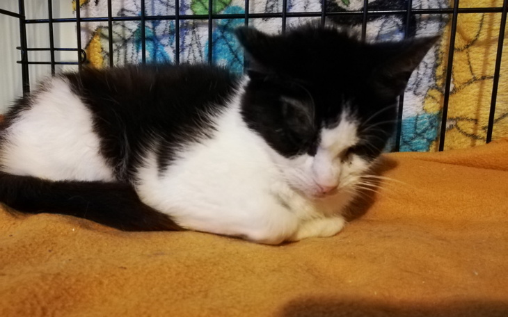 Zbiórka 7 wspaniałych kotek do zabiegu - zdjęcie główne