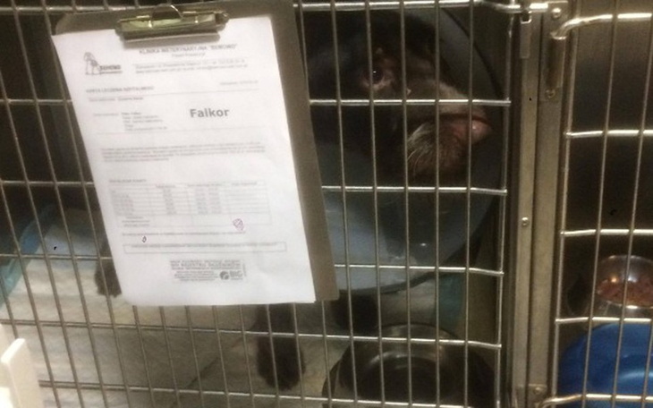 Zbiórka Pomoc dla Falkora! - zdjęcie główne