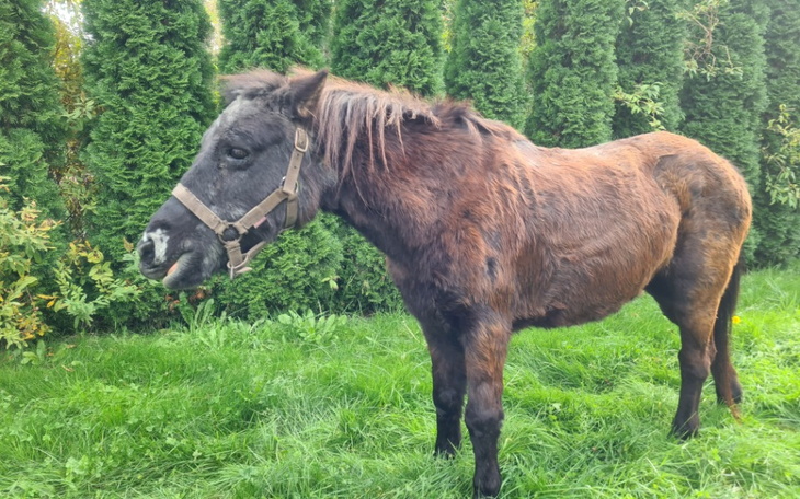 Zbiórka Konie uratowane przed rzeźnią - zdjęcie główne