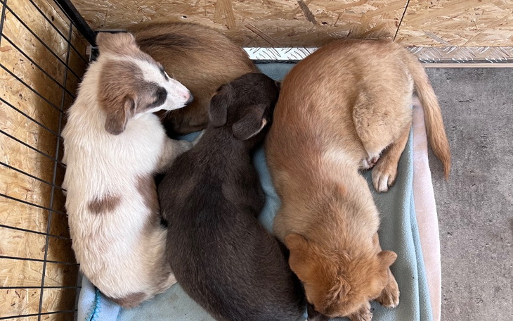 Cztery szczeniaki śpiące obok siebie w przytulnym legowisku.