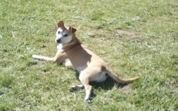 Zbiórka Karma dla Tiny i Kajtusia - zdjęcie główne