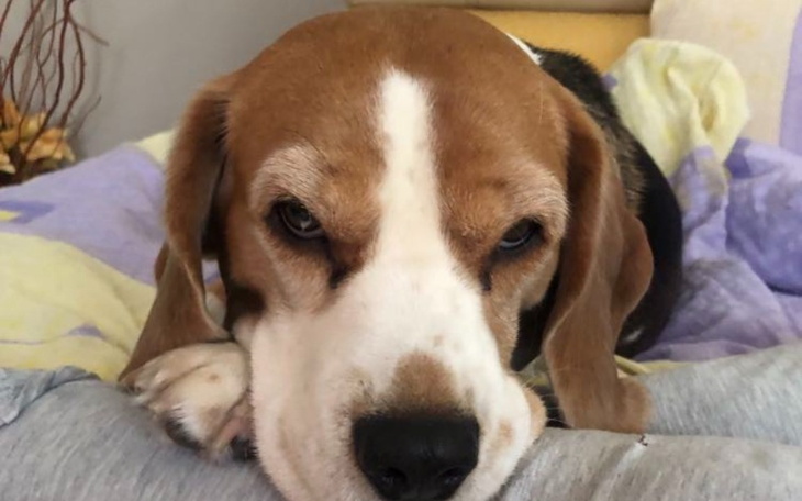 Zbiórka Operacja Jessi - zdjęcie główne