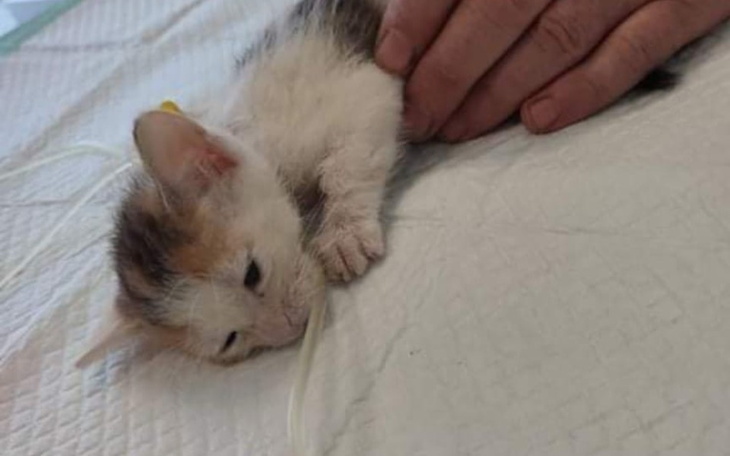 Zbiórka Wojna z panleukopenią - zdjęcie główne