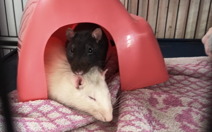 Dwie szczury w domku, jedna czarna, druga biała, odpoczywają.