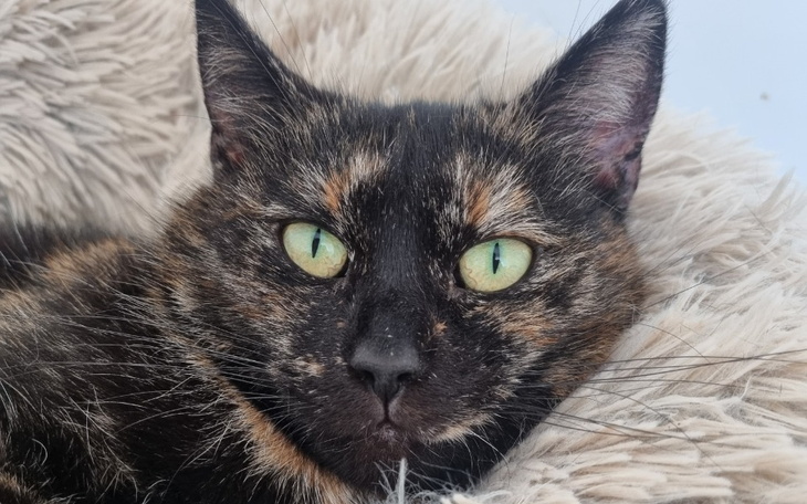 Zbiórka Nelly, ostatnia szansa na życie. - zdjęcie główne