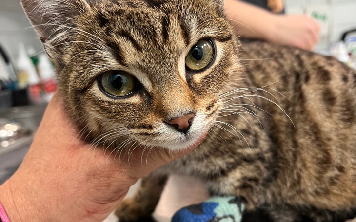 Zbiórka Dyzia chore serce i FIP - zdjęcie główne