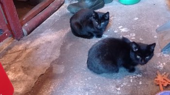 Zbiórka Na kastracje podwórkowych bied - miniaturka zdjęcia