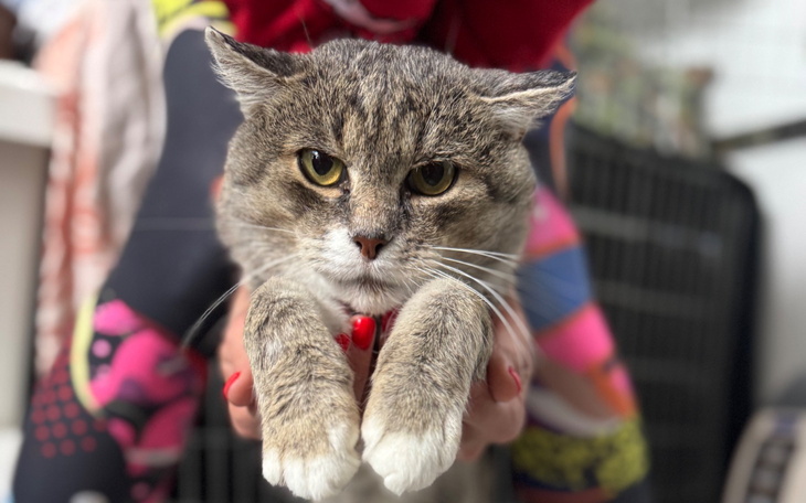 Kot trzymany w rękach, z wyrazem poważnej miny.