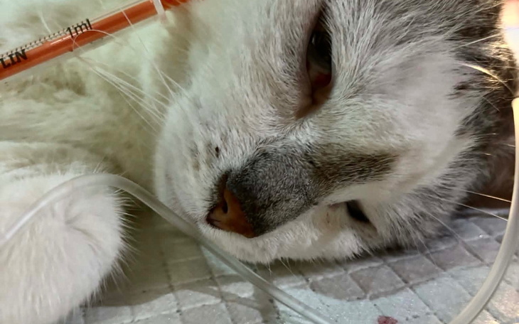 Chory kot leżący na stole, z kroplówką.