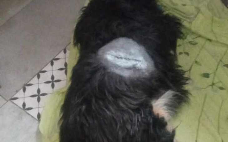 Pies z widoczną raną na grzbiecie, leżący na zielonym kocu.