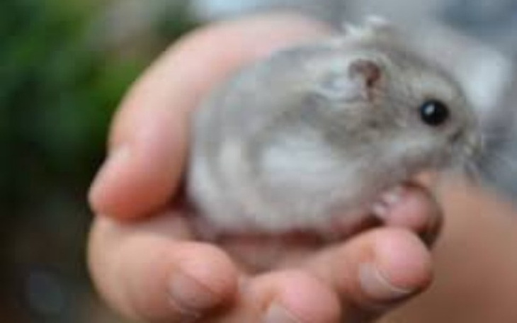 Słodki chomik trzymany w dłoni, gotowy do zabawy.