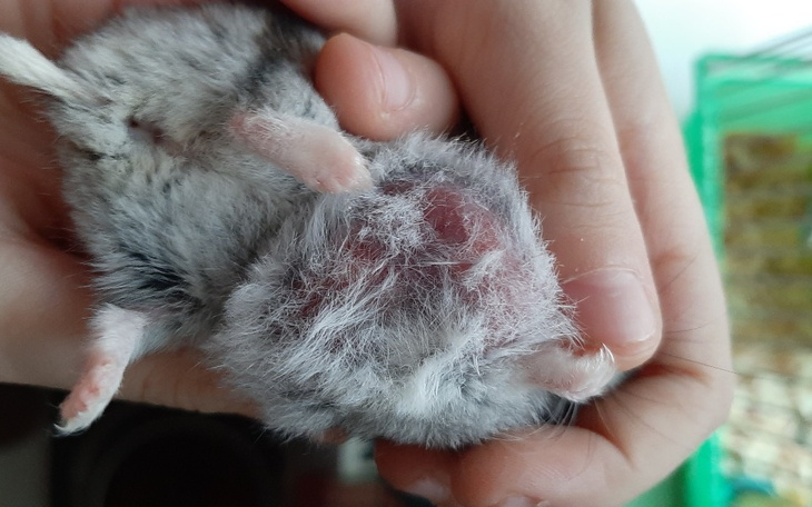 Zbiórka Leczenie raka u chomika - zdjęcie główne