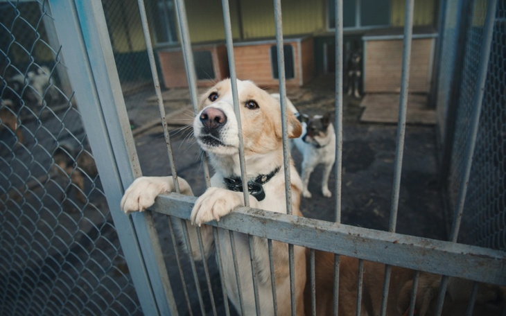 Zbiórka Pomoc psom w schroniskach - zdjęcie główne