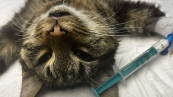 Zbiórka Dla Mruczka spłata faktury - miniaturka zdjęcia