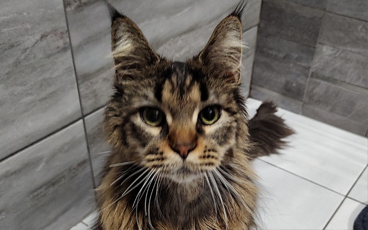 Zbiórka Fip warrior Mimi - zdjęcie główne