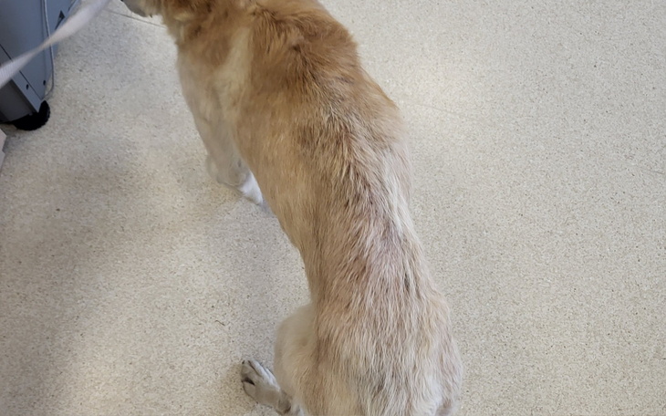 Pies w lecznicy weterynaryjnej.