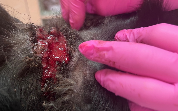 Zbliżenie na ranę na ciele zwierzęcia, ręce w rękawiczkach.