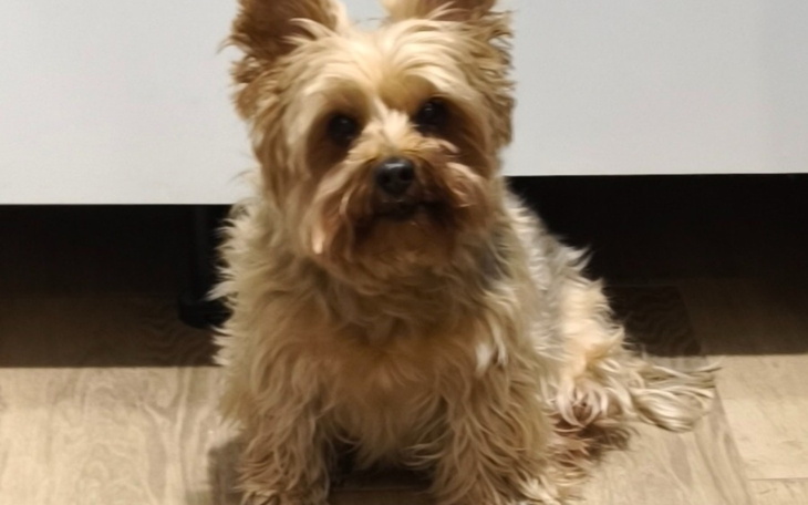 Mały piesek rasy Yorkshire Terrier, siedzący na podłodze.