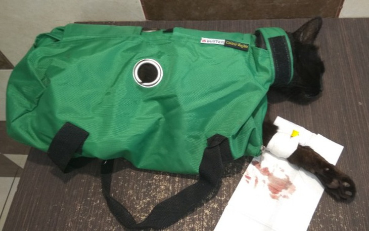 Zbiórka Kniaź walczy z anemią - zdjęcie główne