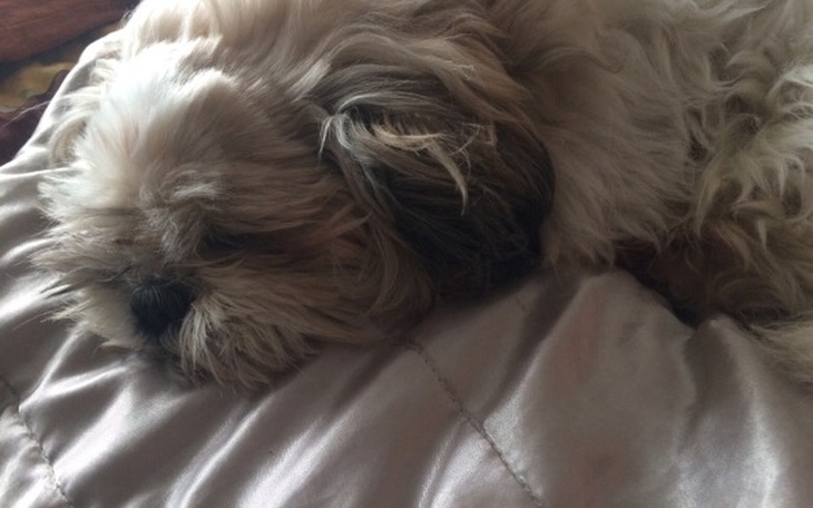 Zbiórka Leki dla chorego psa - zdjęcie główne