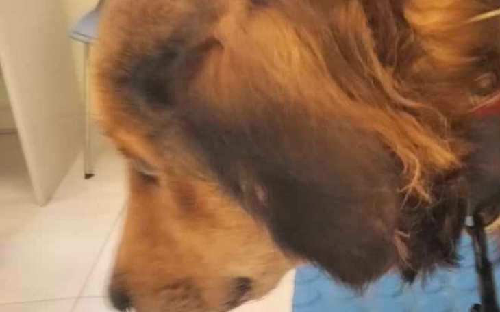 Zbiórka Na transport Rexa do domku - zdjęcie główne