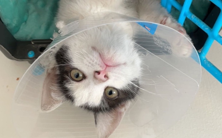 Zbiórka Operacja nóżek kotka - zdjęcie główne