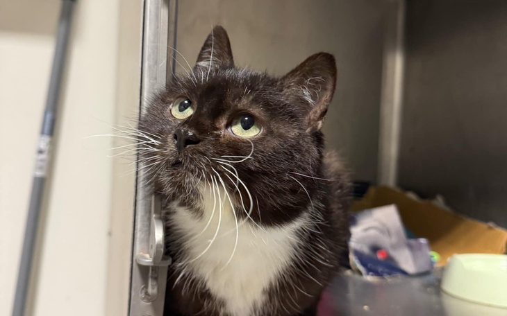 Czarny kot z białym brzuchem, patrzący w górę.