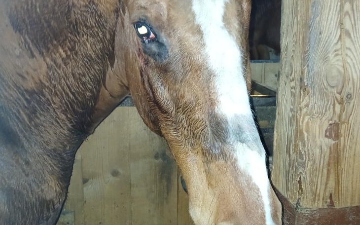 Zbliżenie na głowę konia w stajni.