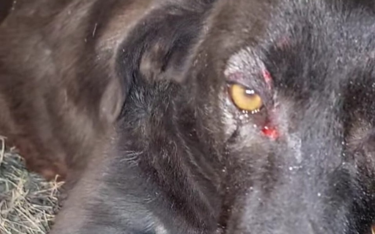 Zbiórka Psiak po przejsciach - zdjęcie główne