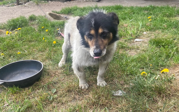 Pies na trawie, z wyrazem ciekawości i radości.