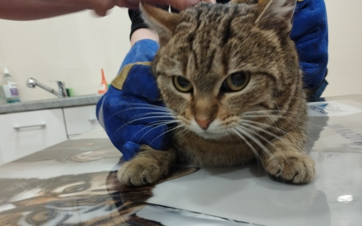 Zbiórka Koty uratowane z fabryki - zdjęcie główne