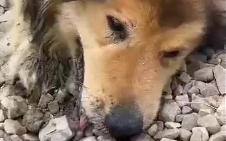 Zbiórka Konał po potrąceniu przez auto - zdjęcie główne