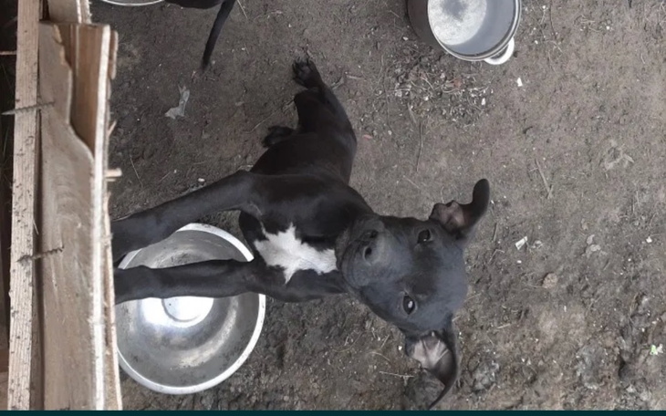 Zbiórka na kupno psa... - zdjęcie główne