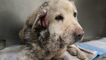 Zbiórka Tymek walczy o lepsze jutro - miniaturka zdjęcia