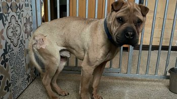 Zbiórka szarpeje - miniaturka zdjęcia