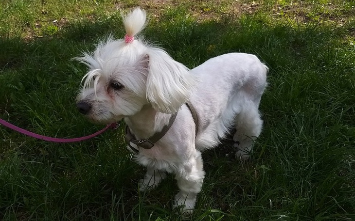 Zbiórka Zabieg Fiony - zdjęcie główne