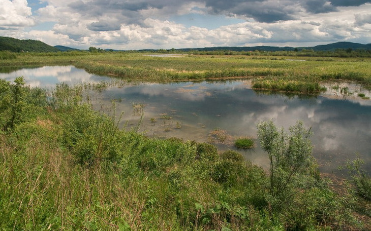Zbiórka Ptaki dolin rzecznych Małopolski - zdjęcie główne