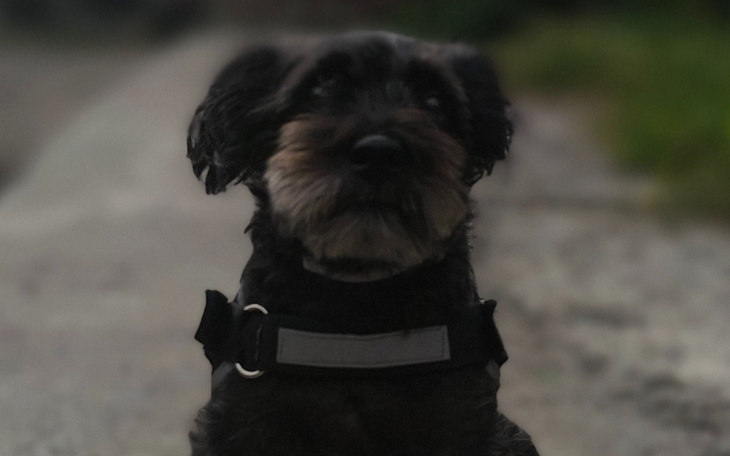 Czarny pies z charakterystycznym futrem, siedzący na drodze.
