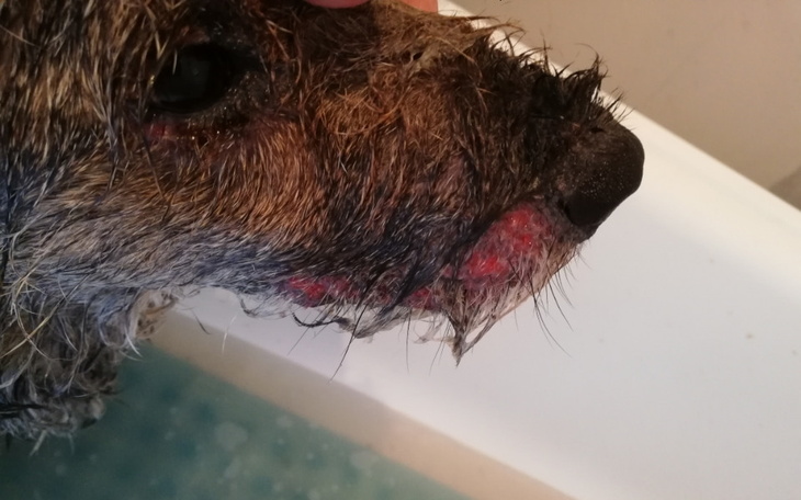 Zbiórka Odpada mu skóra z pyska i ciała - zdjęcie główne