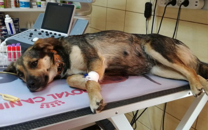 Zbiórka Wyleczmy zapalenie jelit u Gapy! - zdjęcie główne