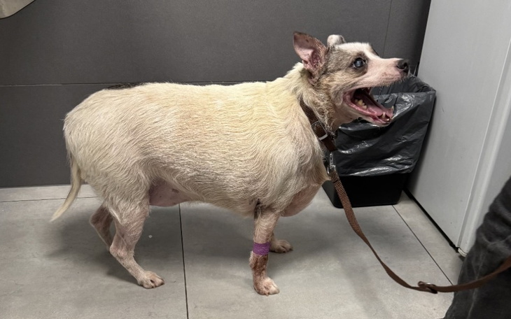 Zbiórka Pomoc dla Tołdiego - zdjęcie główne