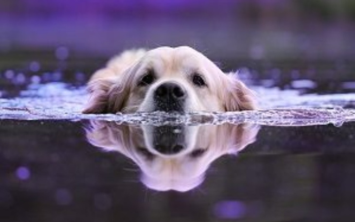 Zbiórka Na karmę do schroniska. - zdjęcie główne