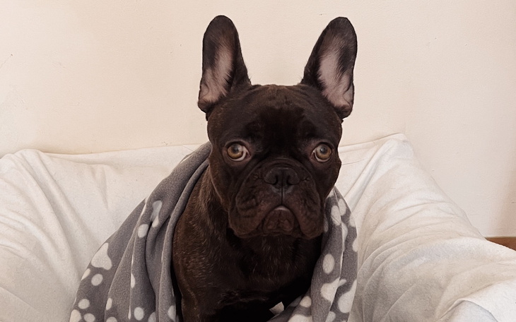 Francuski buldog owinięty w koc, siedzący na kanapie.