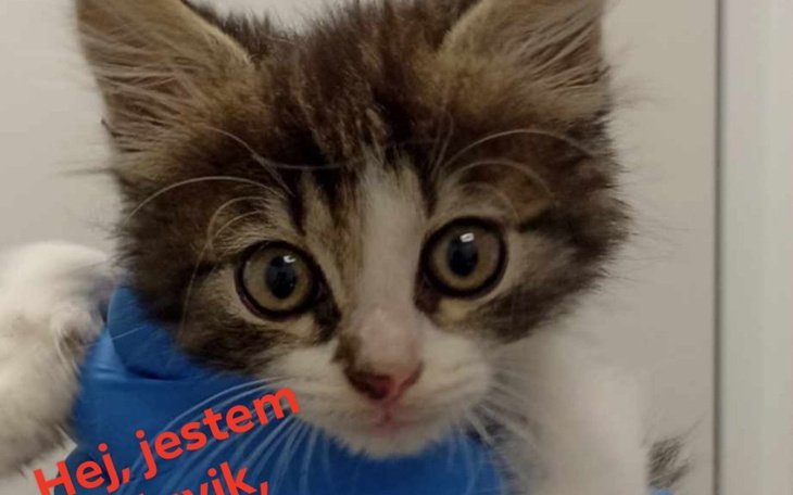 Zbiórka Ratujemy Slavika - zdjęcie główne