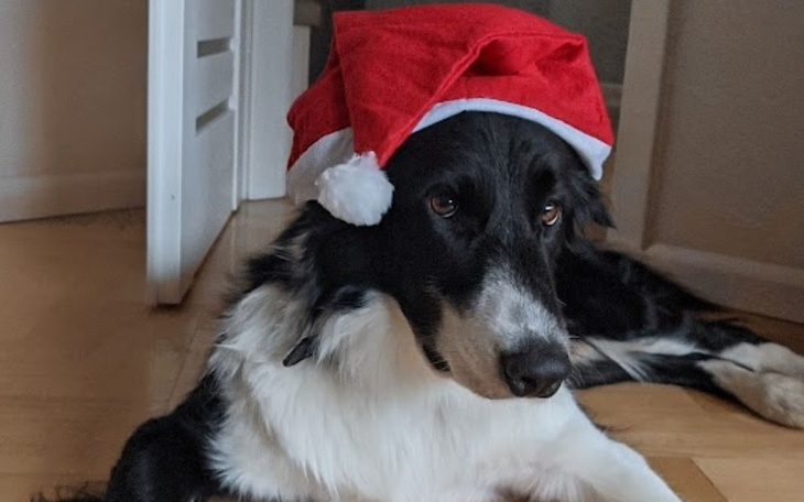 Zbiórka Hemodializy dla Nero - zdjęcie główne