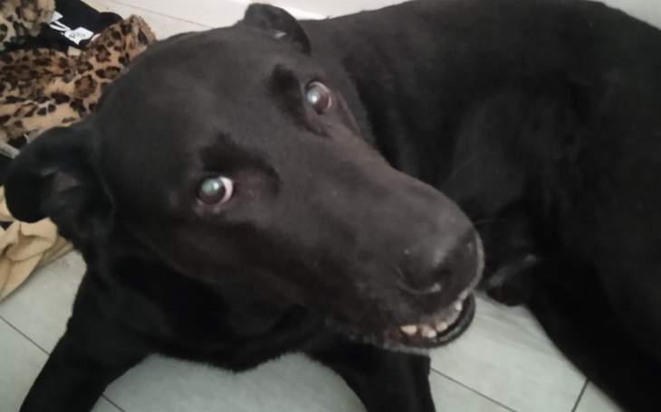 Zbiórka Wycięcie guza u psa - zdjęcie główne