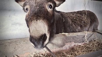 Zbiórka Serduszka jest źrebna i ma wyrok - miniaturka zdjęcia