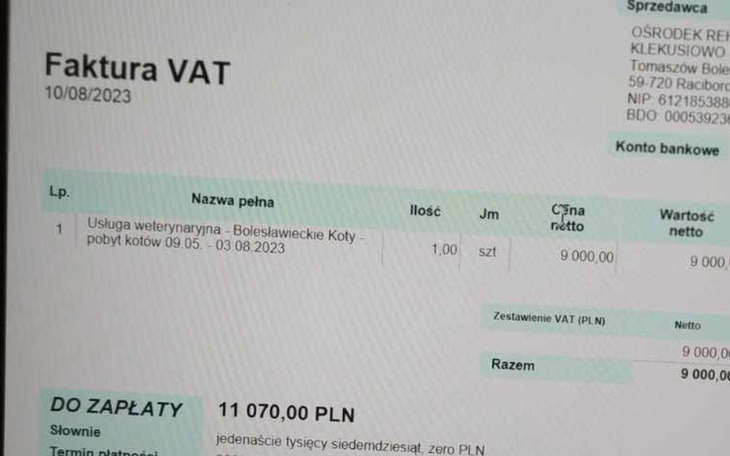 Zbiórka Znalazłam małego kotka - zdjęcie główne