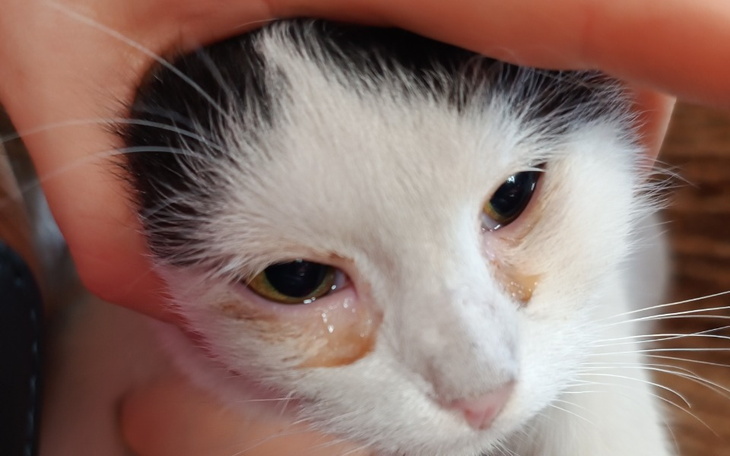 Zbiórka Dla kotki Bartusi - zdjęcie główne